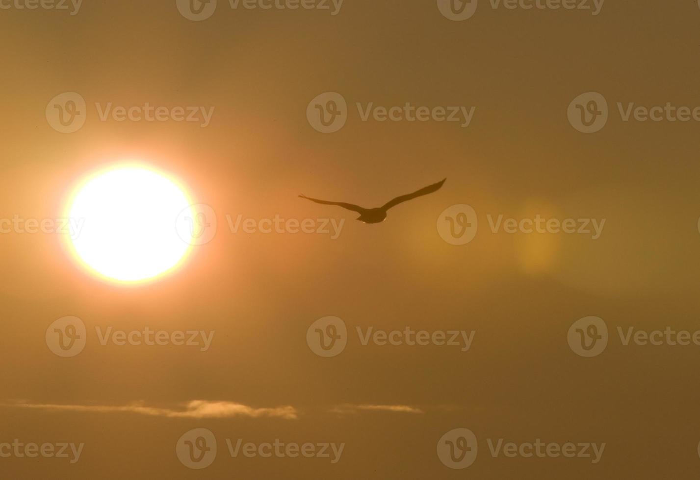 Snowy Owl in Flight sunset photo