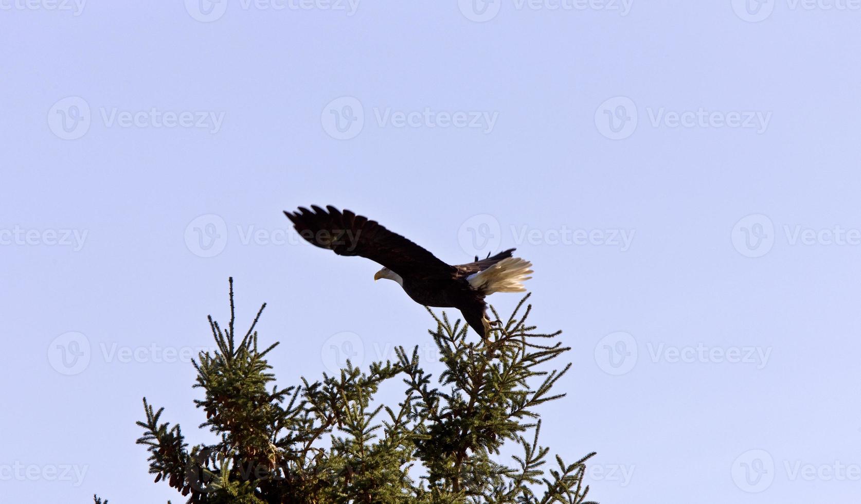 Bald Eagle in flight Hecla Island Manitoba photo