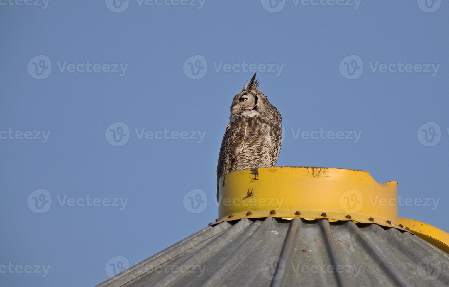 Great Horned Owl on Granary photo