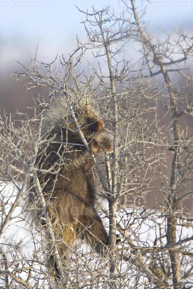 Porcupine in winter photo