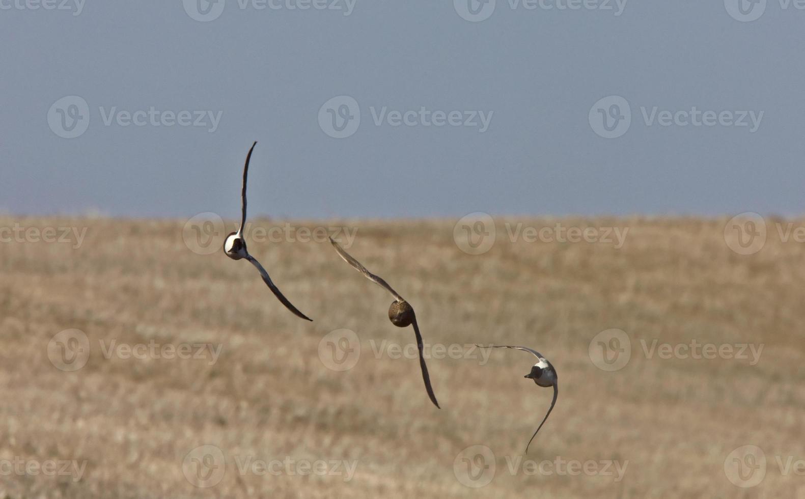 Ducks in Flight photo