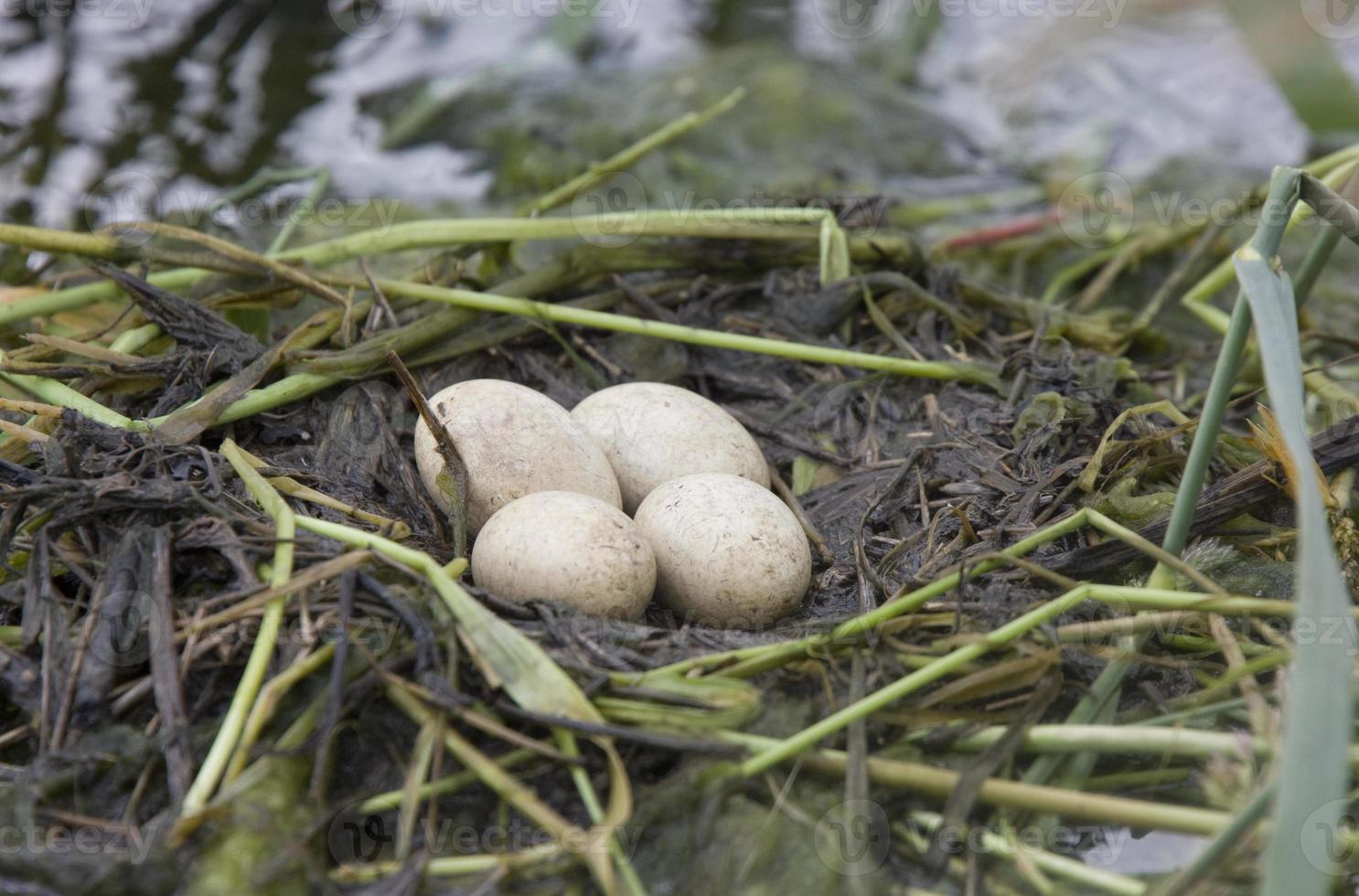 Horned Grebe Eggs photo