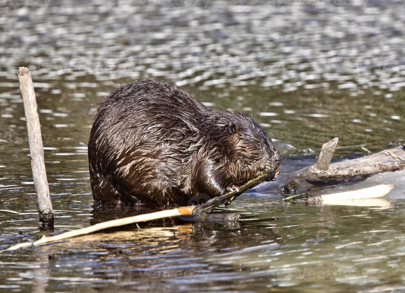 Beaver at Work photo