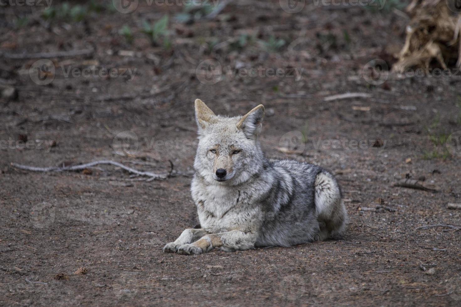 lobo de madera salvaje foto