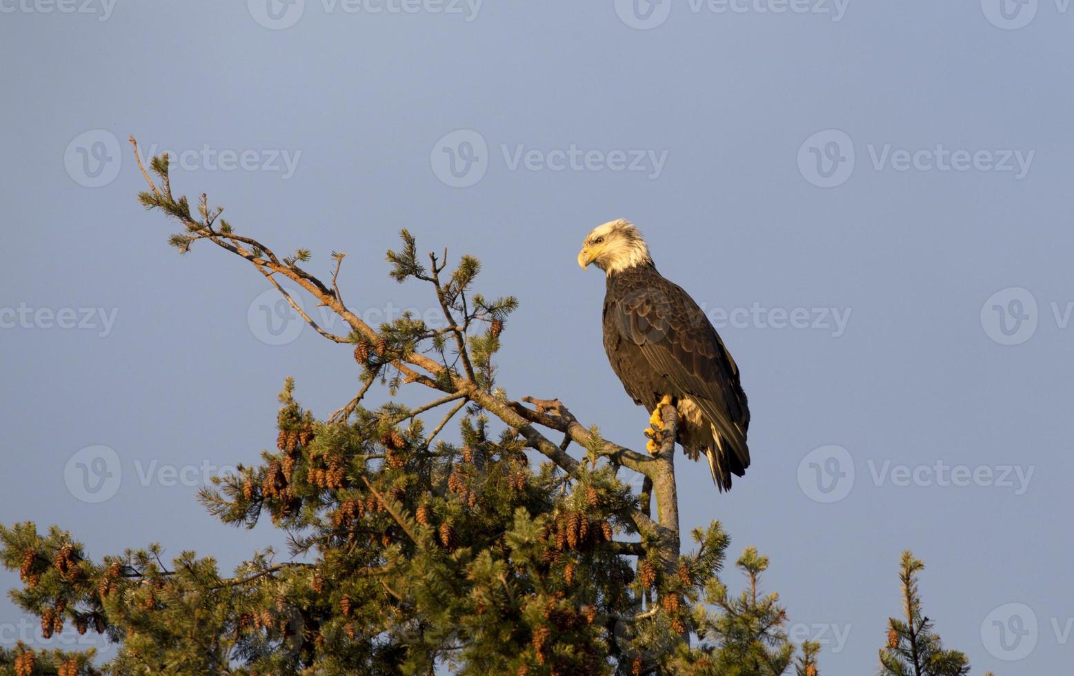 Bald Eagle British Columbia photo