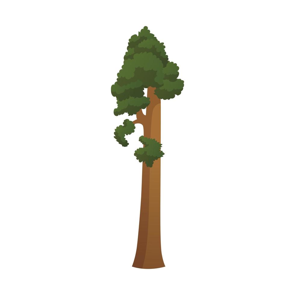 Realistic green tallest tree in the world sequoia on a white background ...