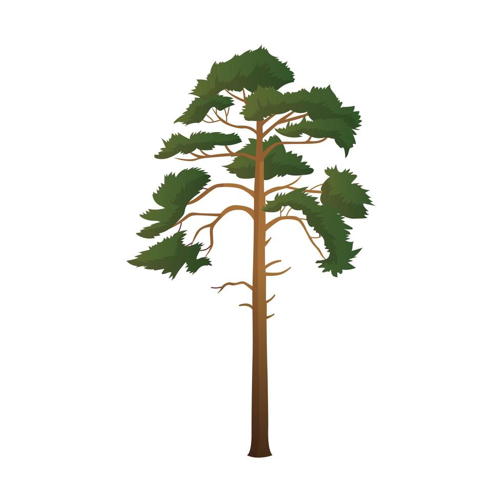 Realistic green tall pine tree isolated on white background - Vector