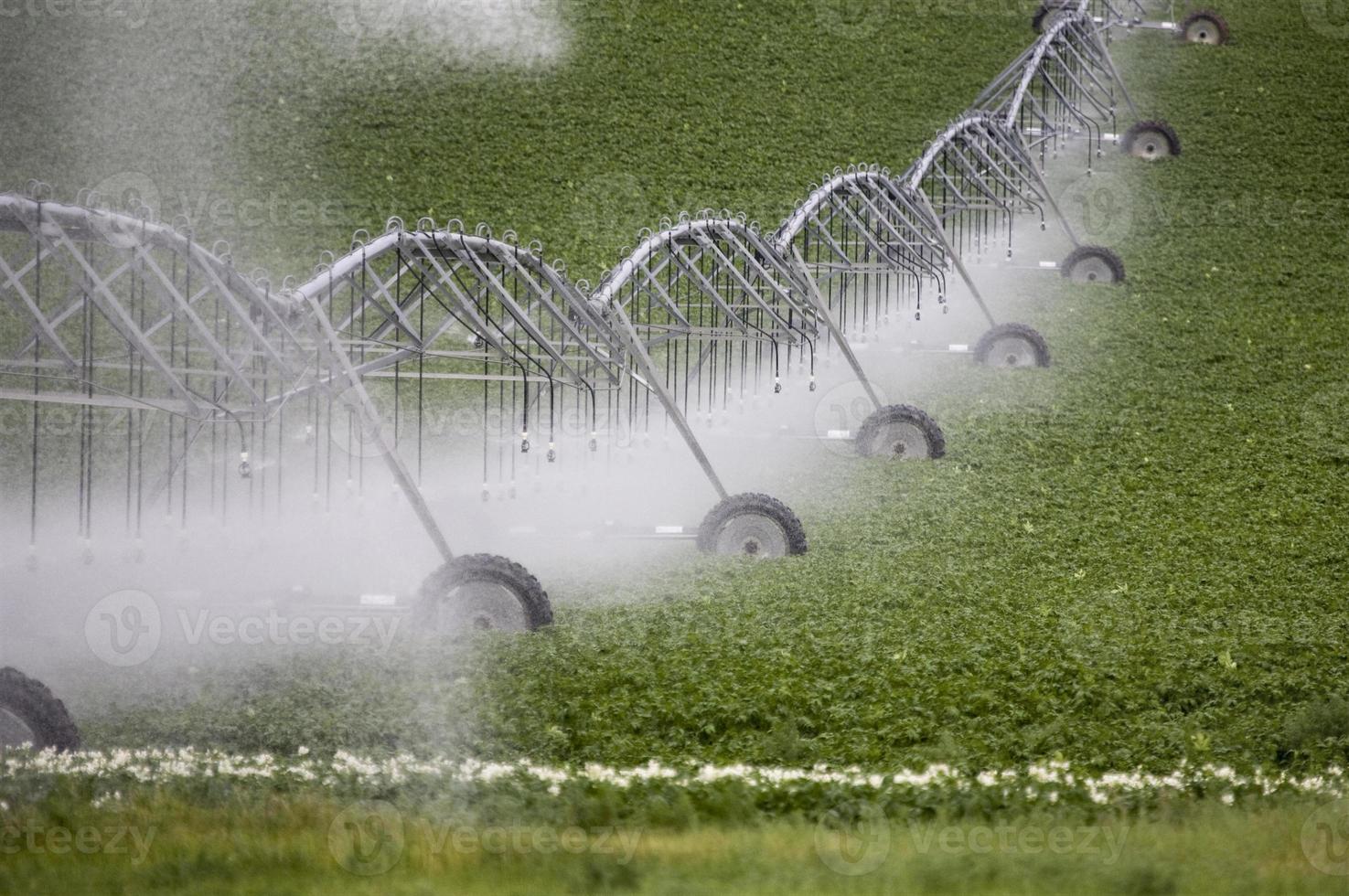 Pea crop and moving sprinkler photo