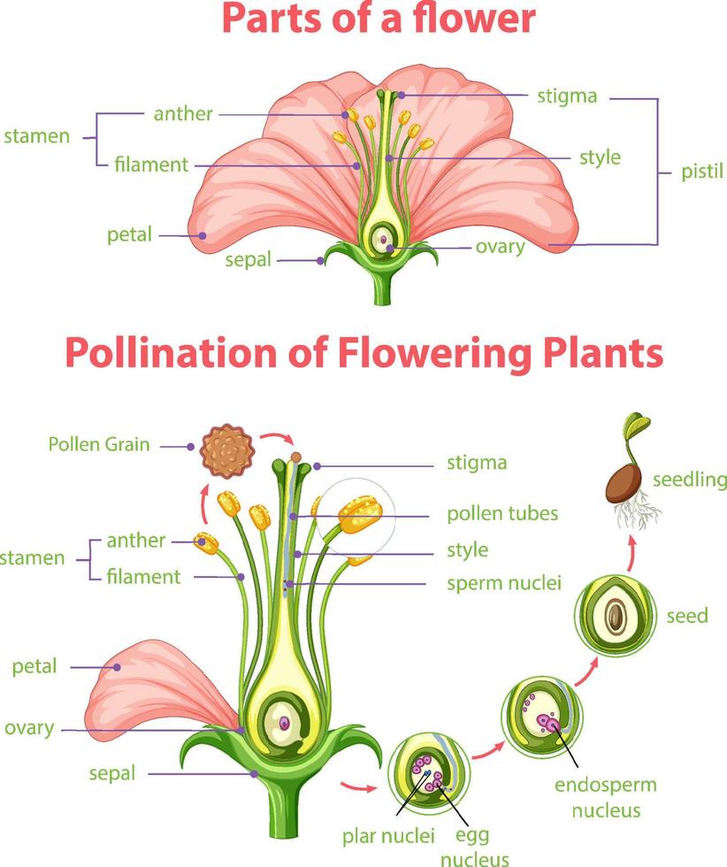 Diagram of pollination of flowering plants vector