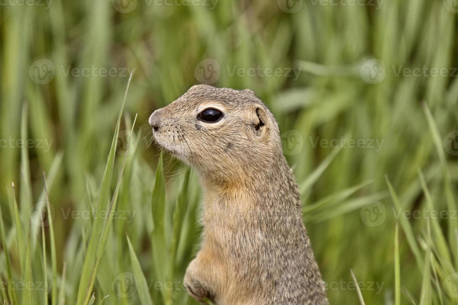 ardilla de tierra richardson foto