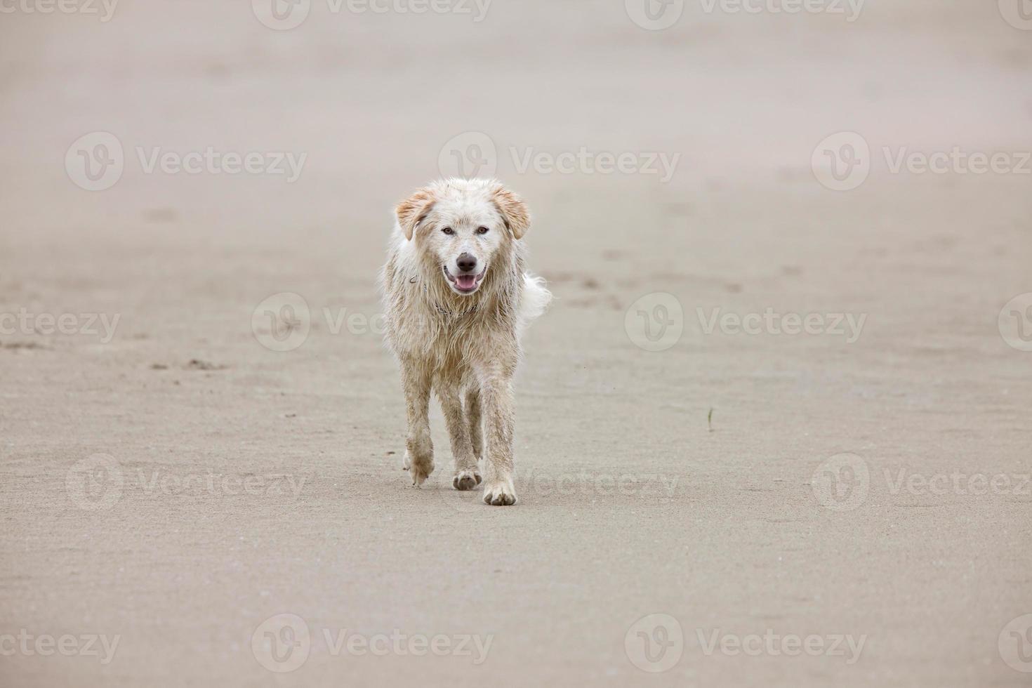 Dog on beach photo