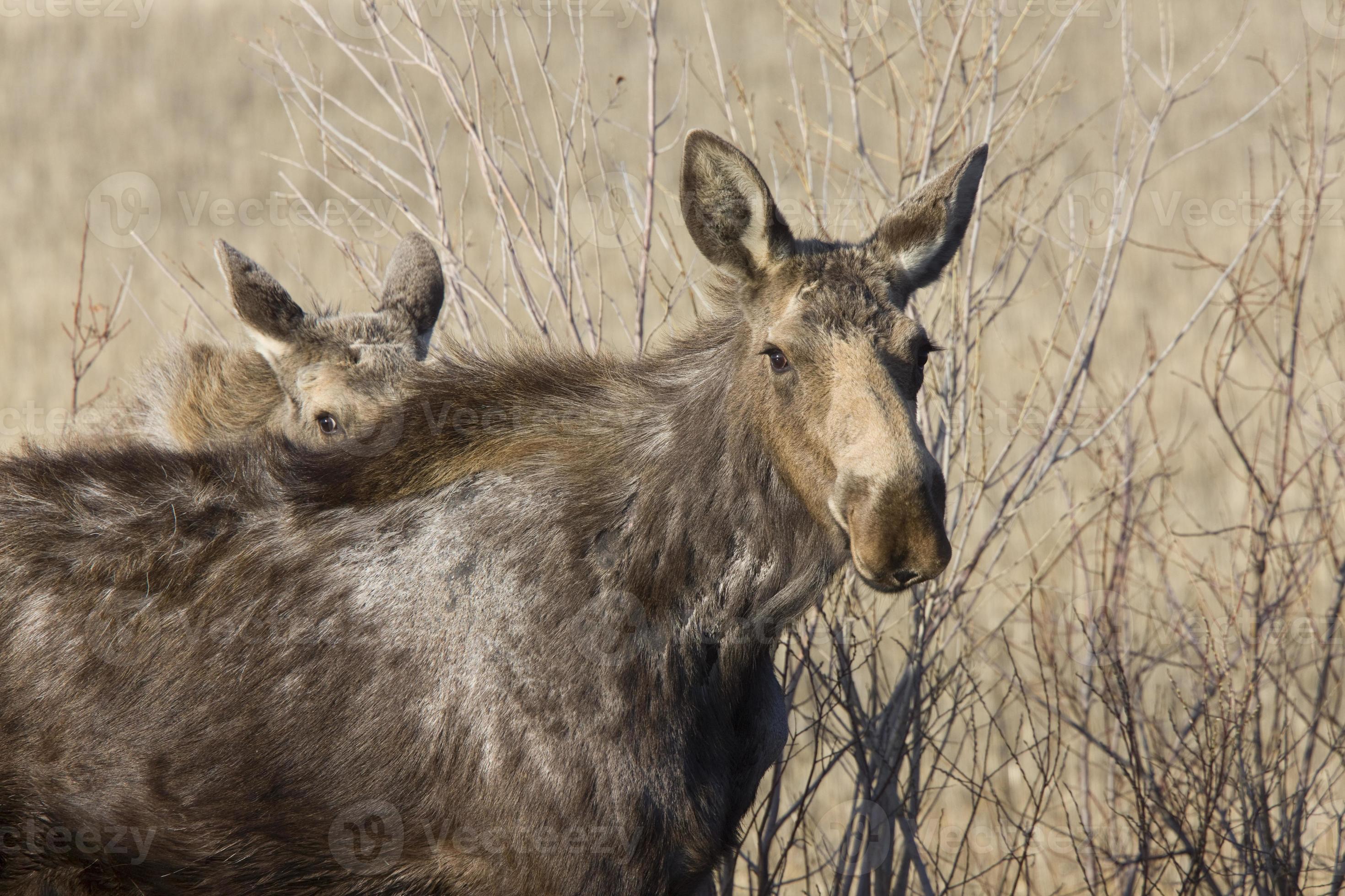 Moose Cow and Calf Saskatchewan Canada 6033817 Stock Photo at Vecteezy Moose Cow and Calf Saskatchewan Canada 6033817 Stock Photo at Vecteezy