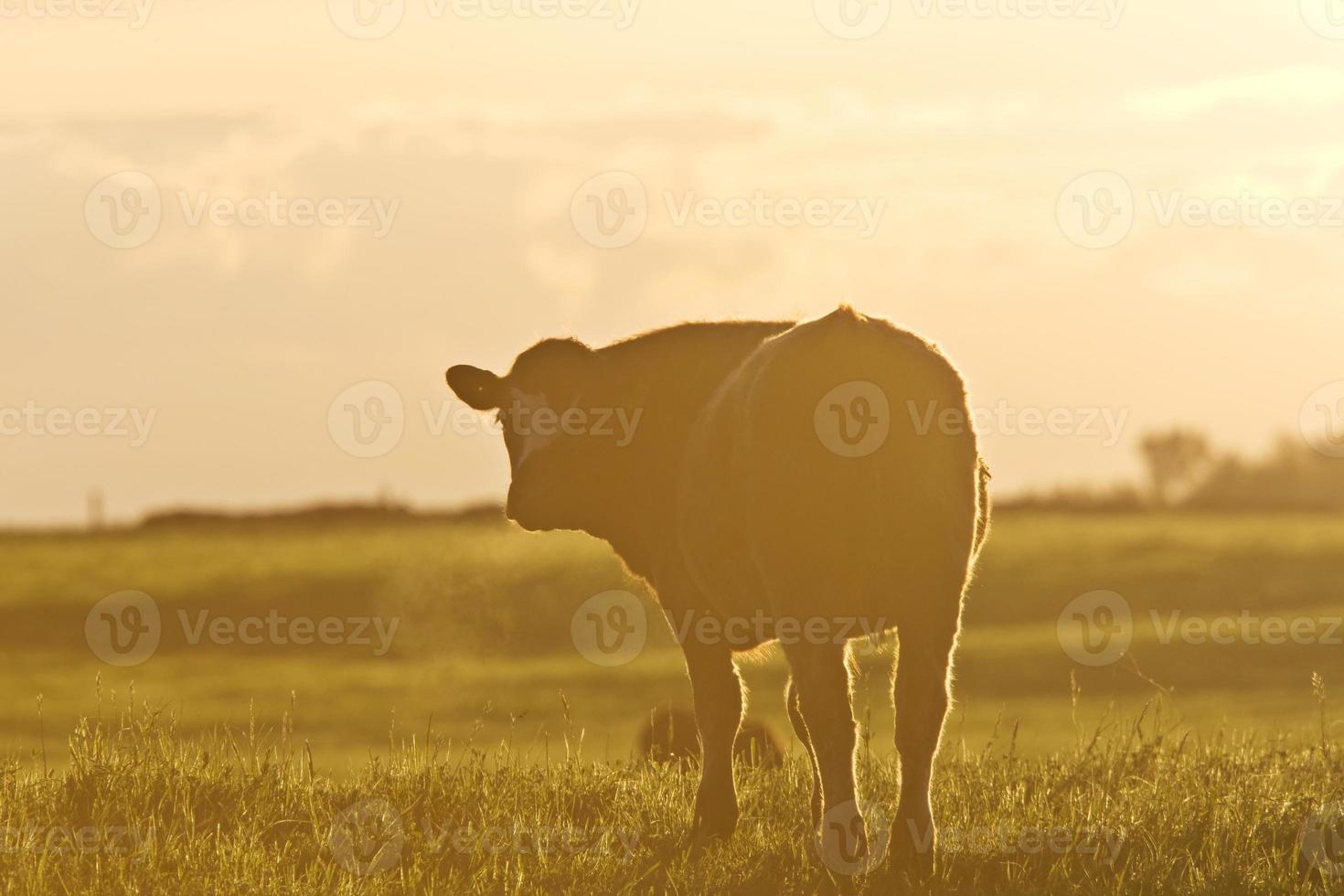 Cattle Cow sunrise photo