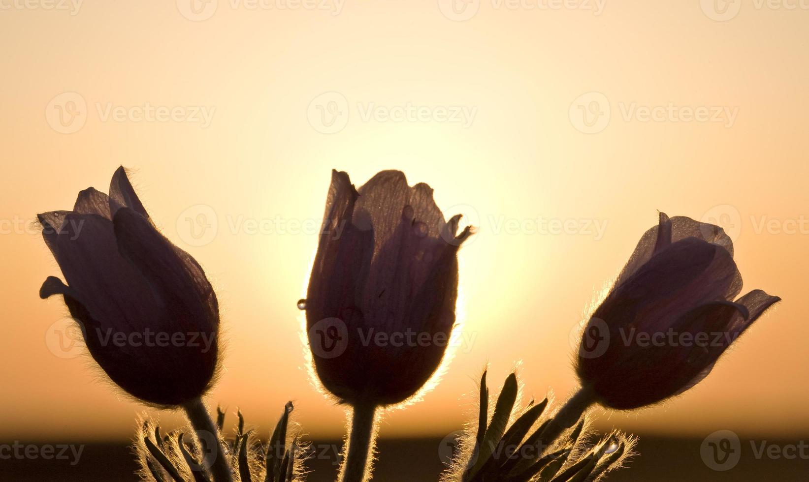 Spring Time Crocus Flower photo