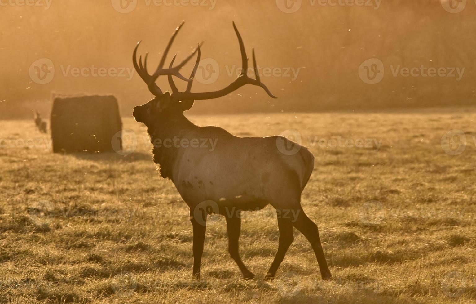 Sunset Elk Bull photo