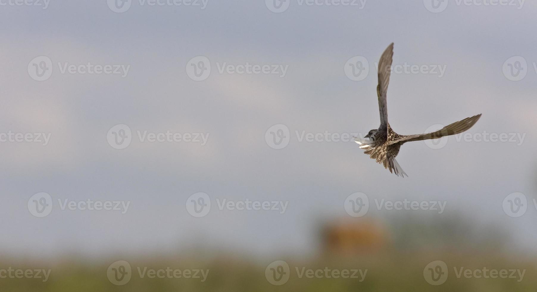 Meadowlark in Flight photo