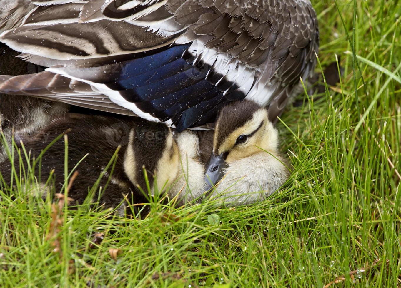 Mother Duck and Babies photo