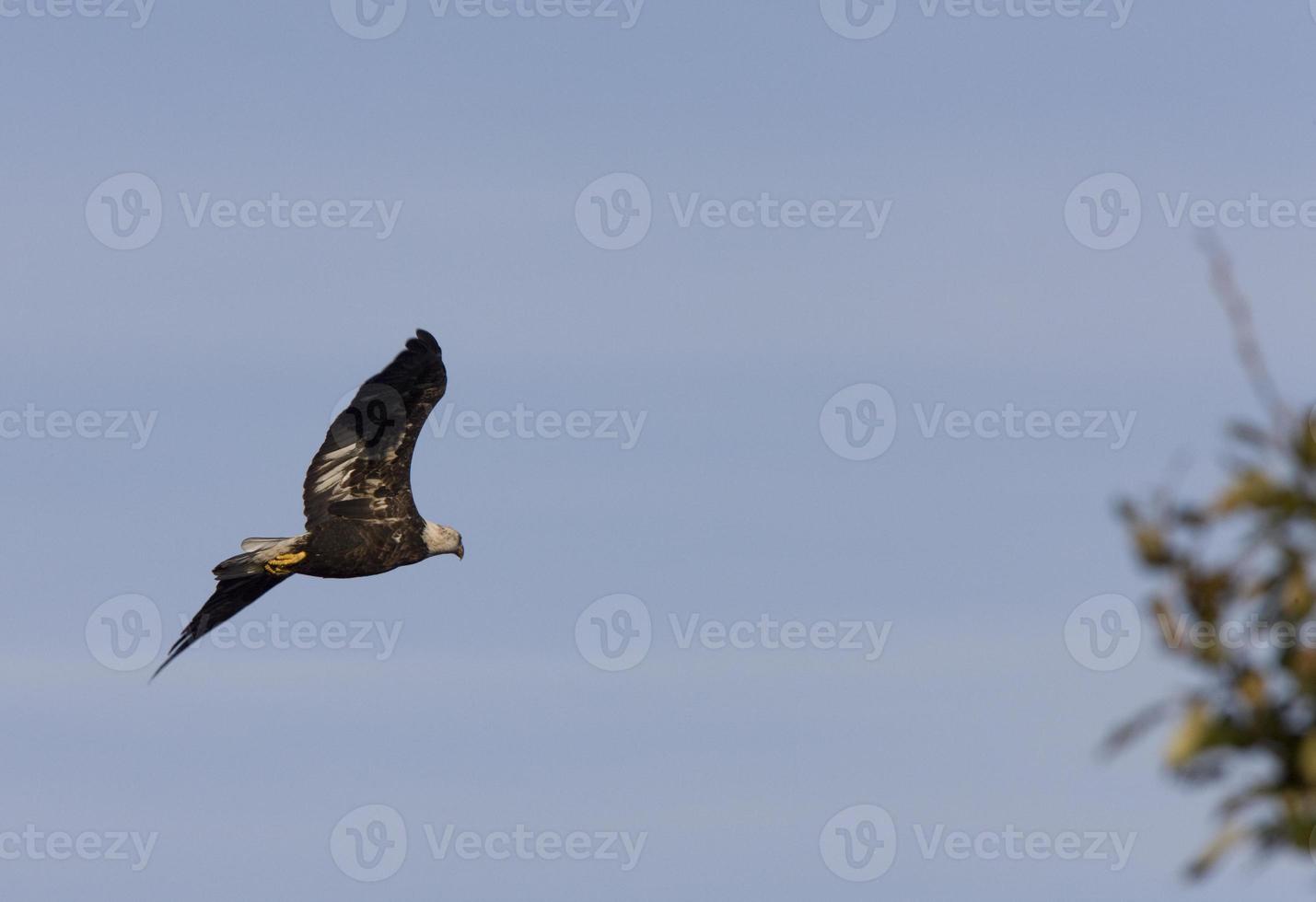 Bald Eagle in flight Hecla Island Manitoba photo