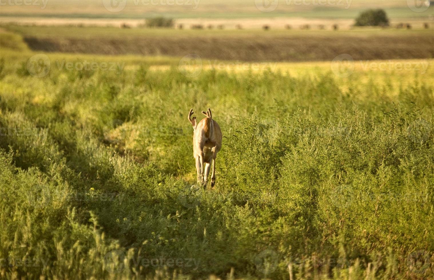 Deer in a field photo