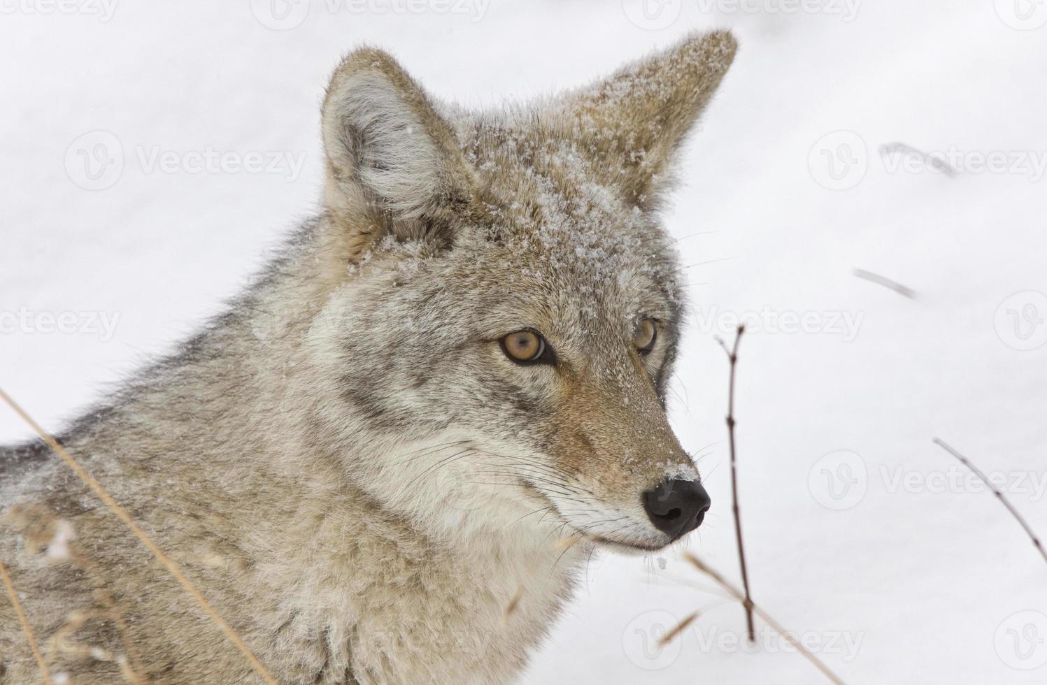 parque de yellowstone wyoming invierno snow coyote foto