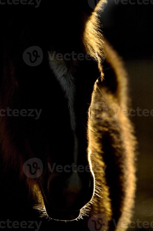 Sunset Horse Silhouette Canada photo