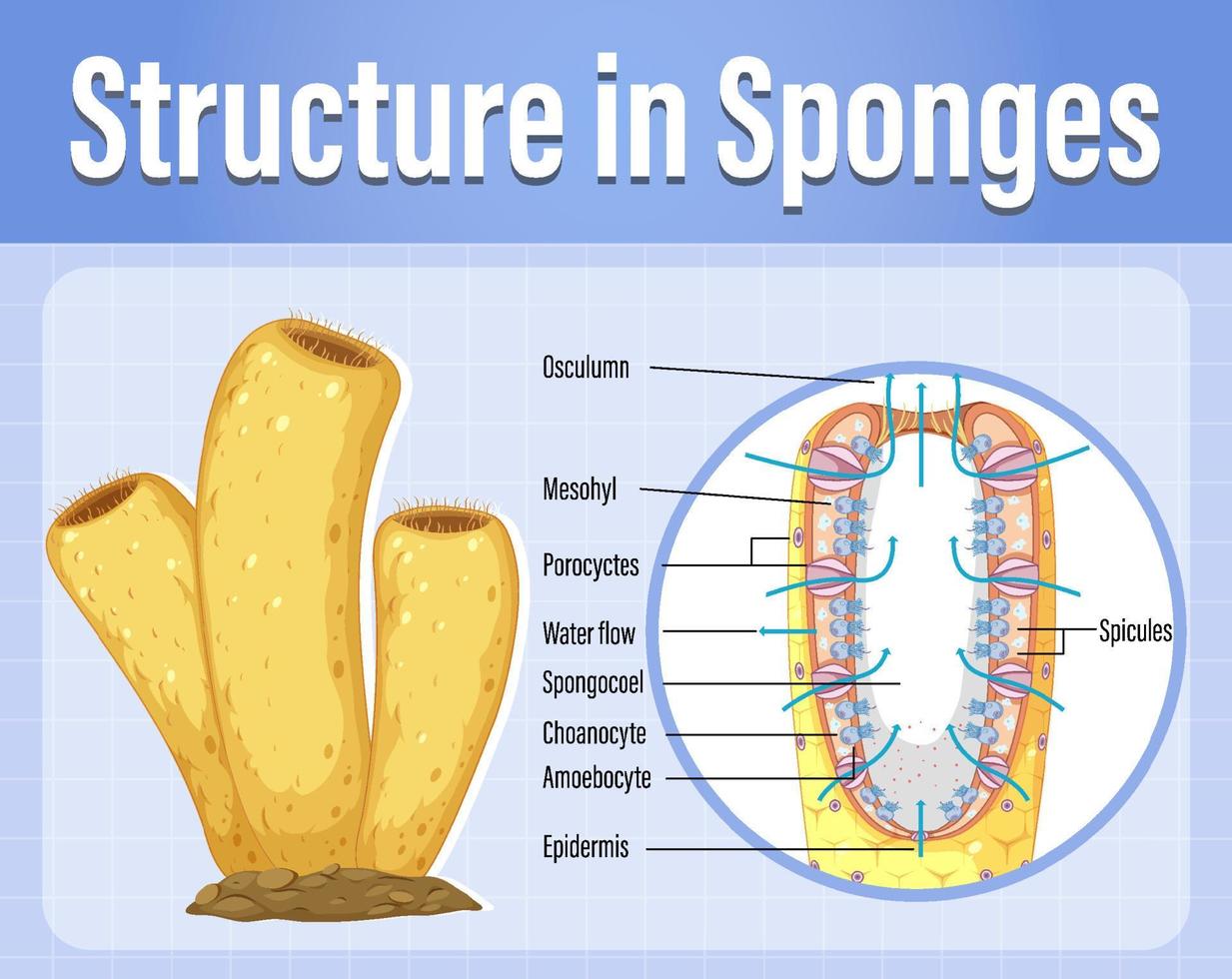 Diagram showing structure in sponges 6034250 Vector Art at Vecteezy