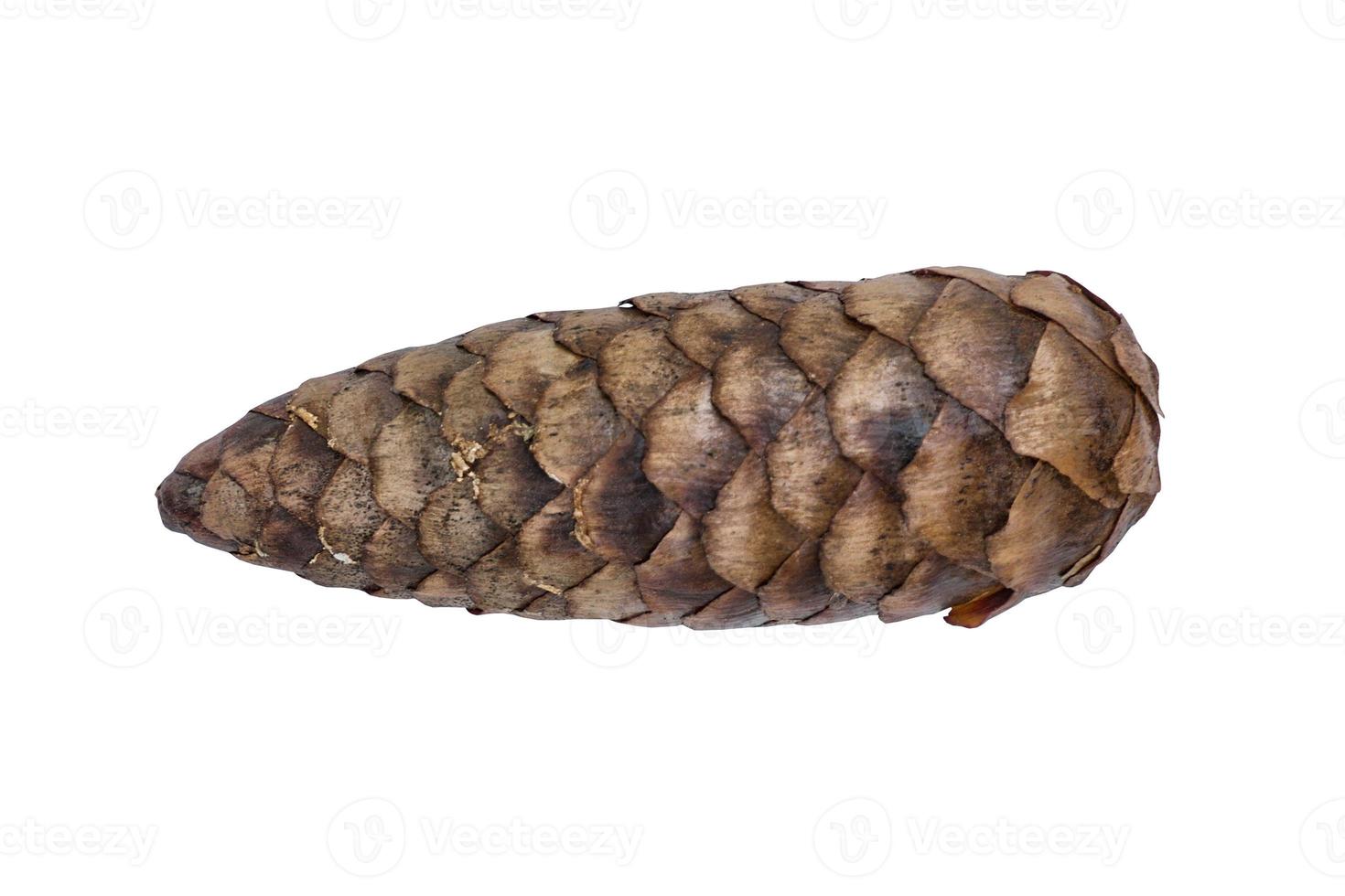 A fir a cone on a white background photo