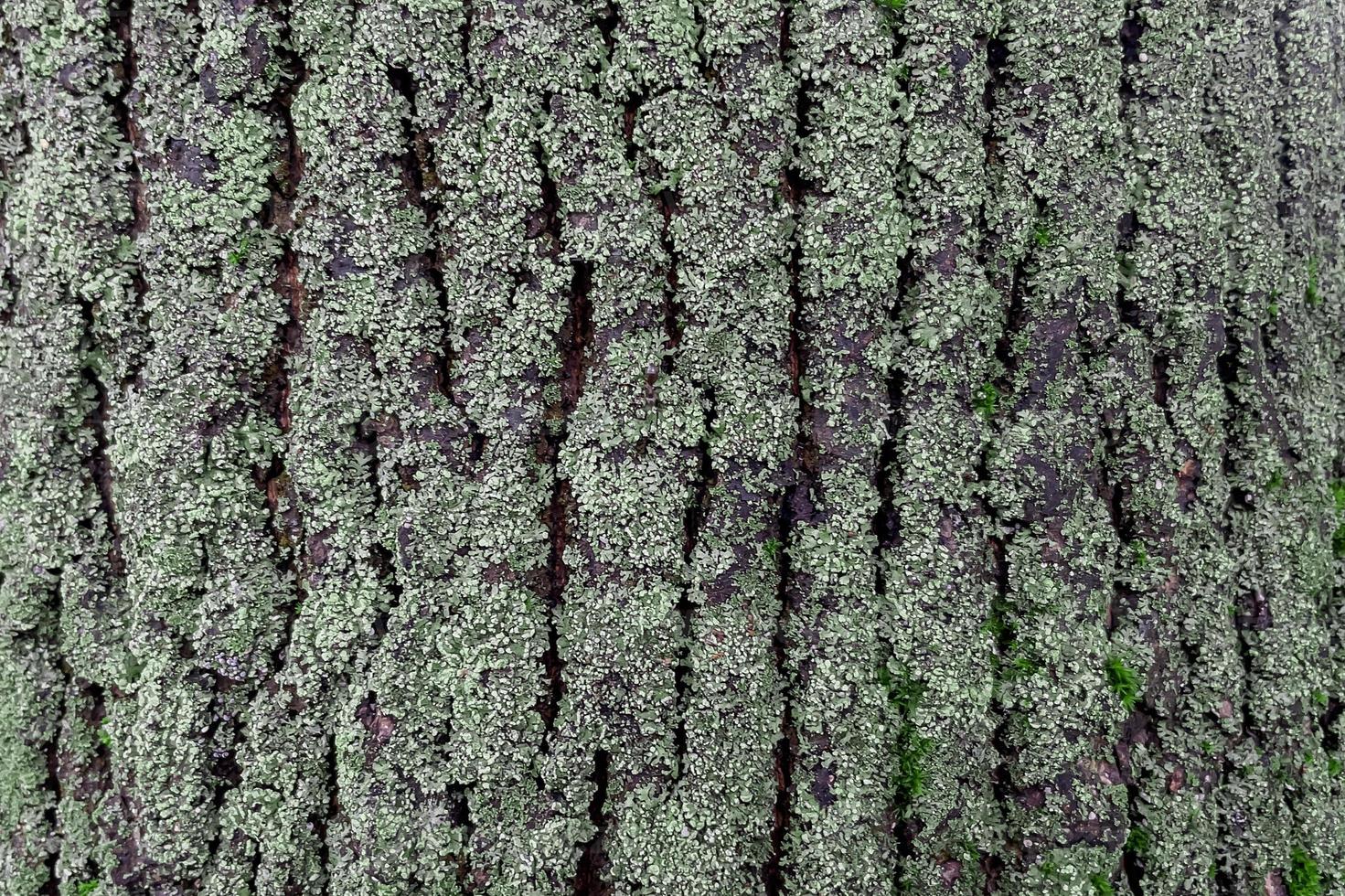 bark texture of a tree, a tree in moss photo