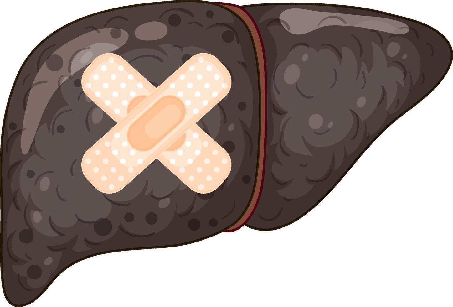 Cirrhosis liver with cross plasters on white background vector