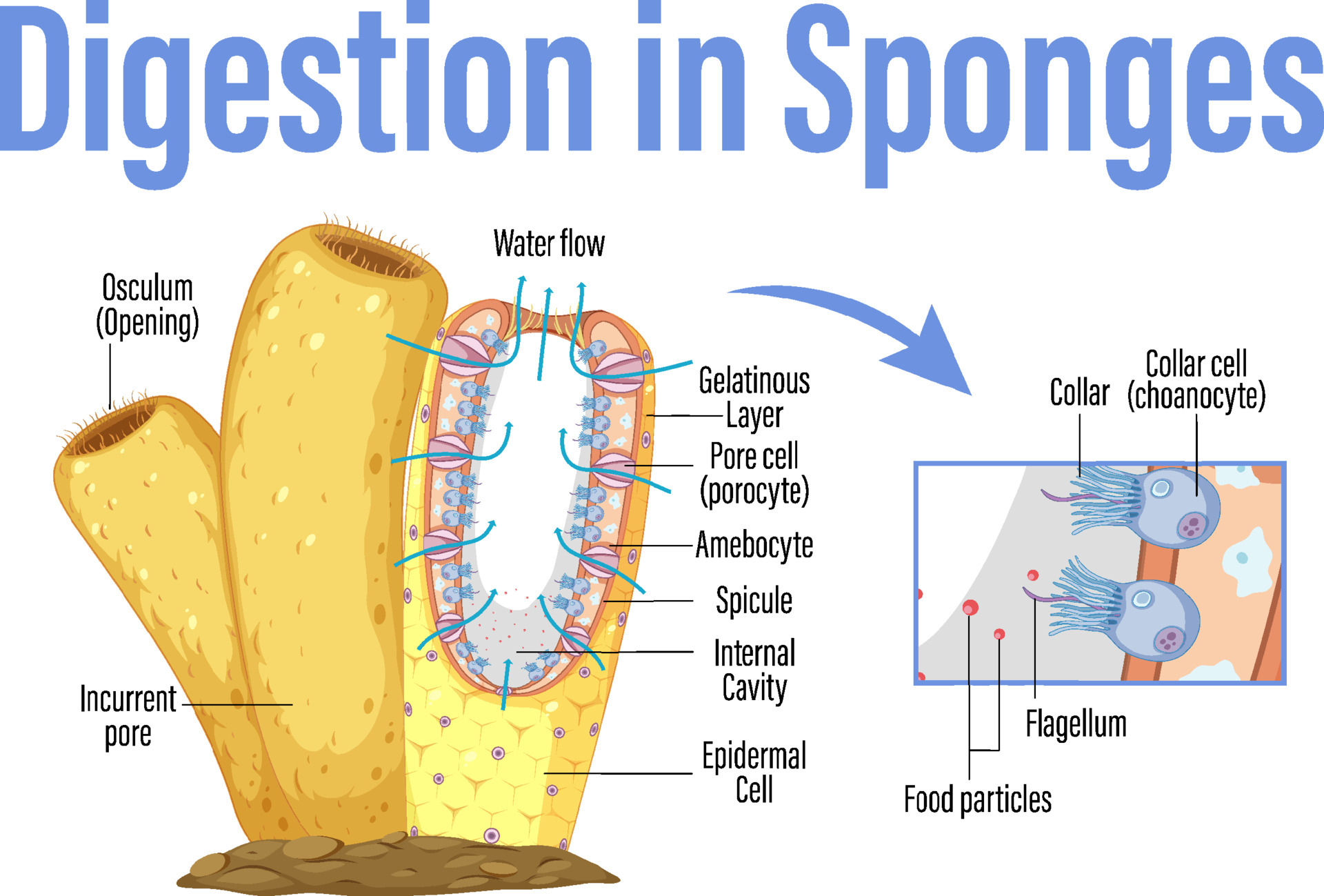 Diagram showing digestion in sponges 6034389 Vector Art at Vecteezy