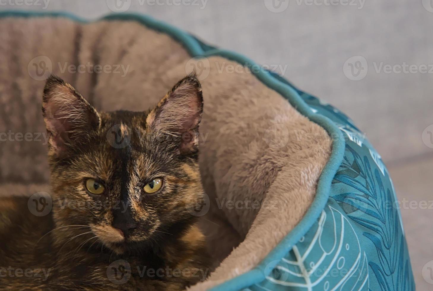 Closeup shot of a cute kitten laying in it's bed photo
