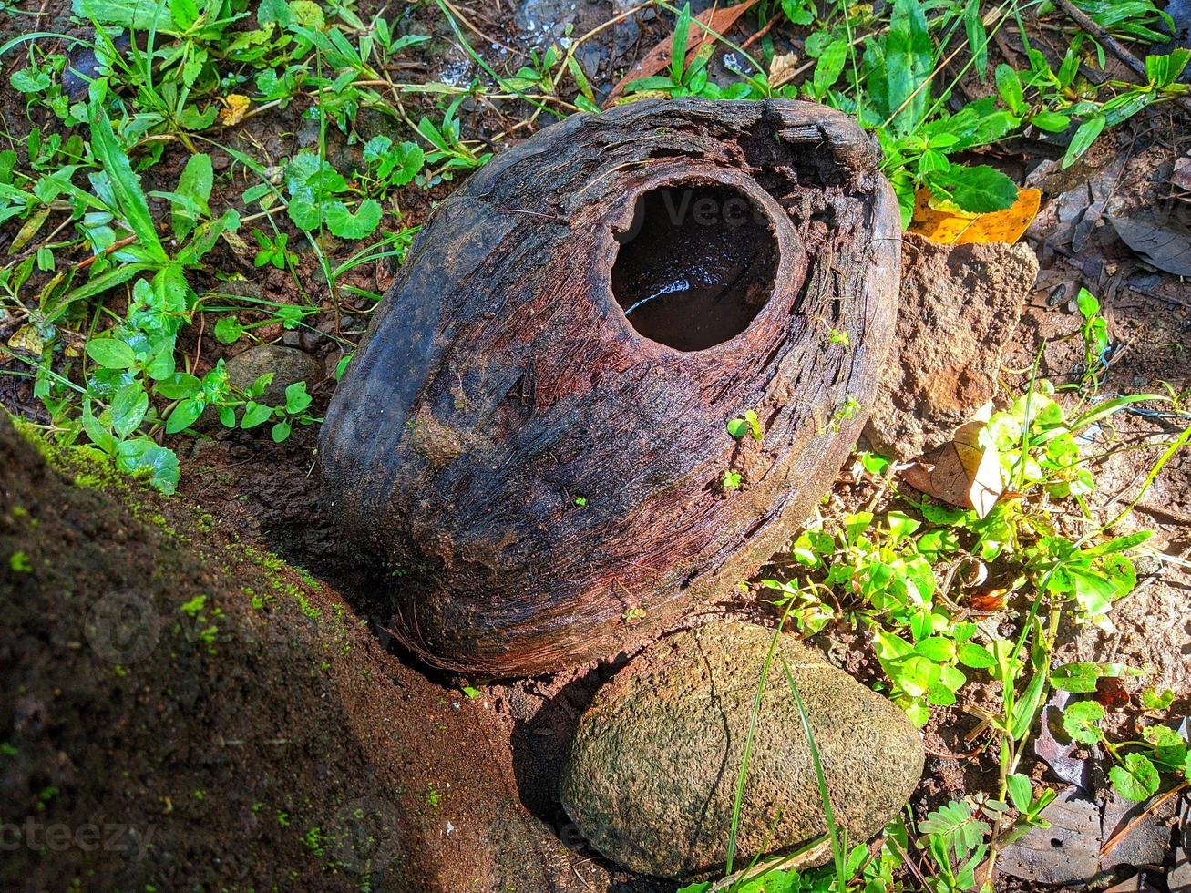 A hole in a coconut gnawed by a squirrel.  Can be used for Learning material or background. photo