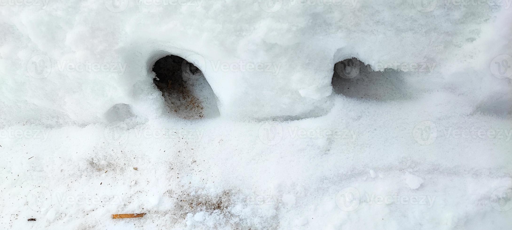 Mouse holes in the snow. Life of rats in winter. photo