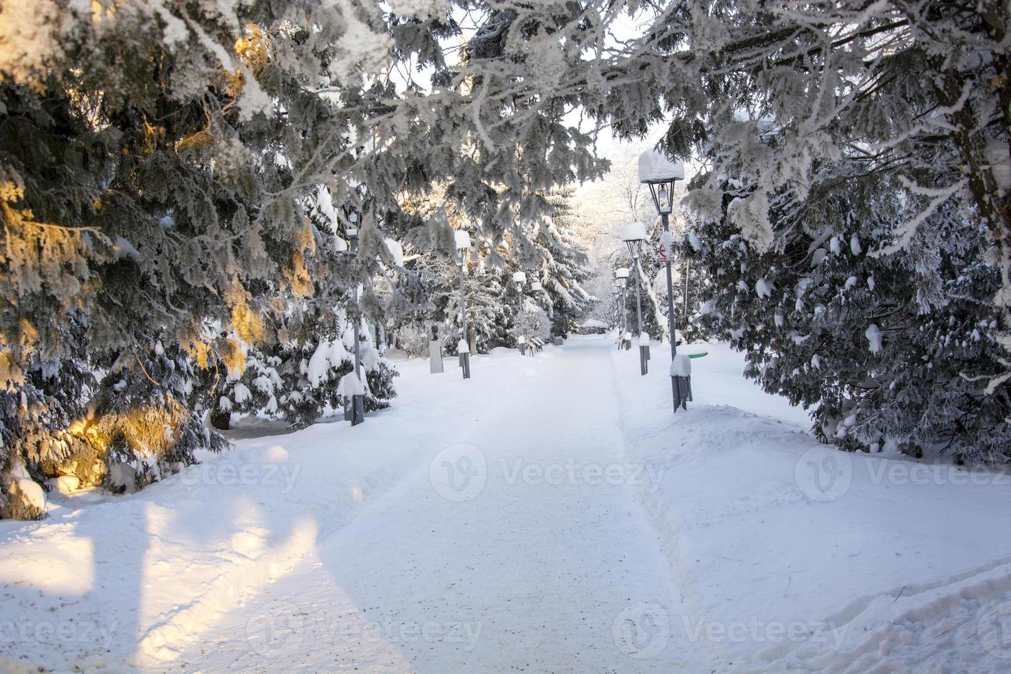 Snowy firs in the park. Trees under the snow. photo