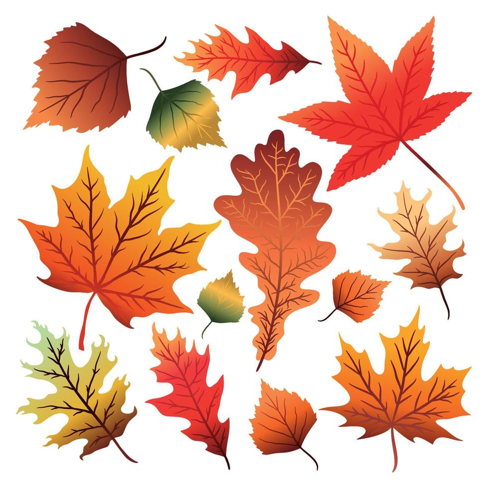 Set of colorful autumn leaves vector