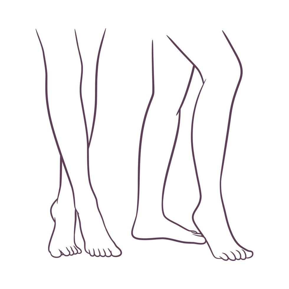 Perfect and beautiful female legs vector
