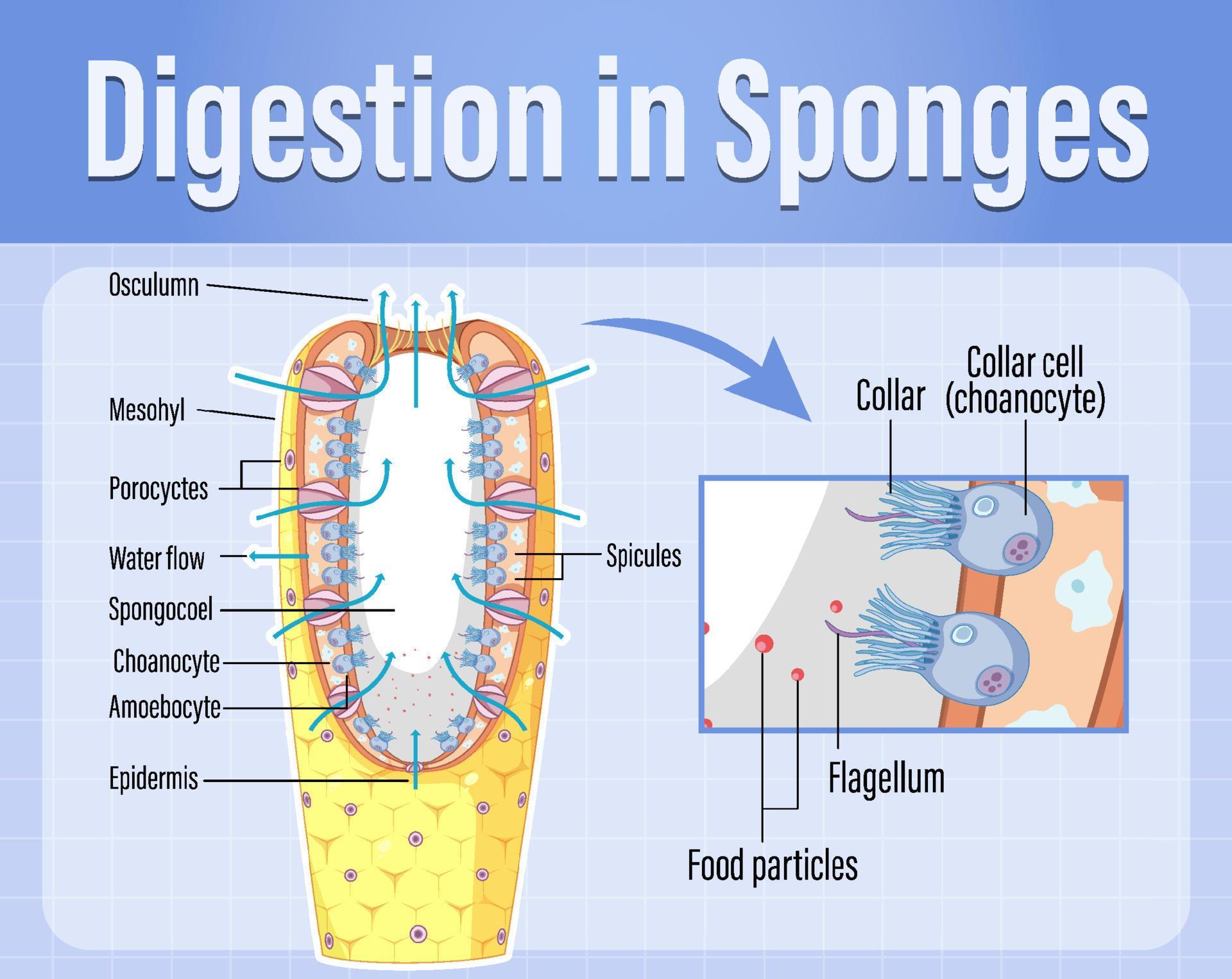 Diagram showing digestion in sponges 6036605 Vector Art at Vecteezy