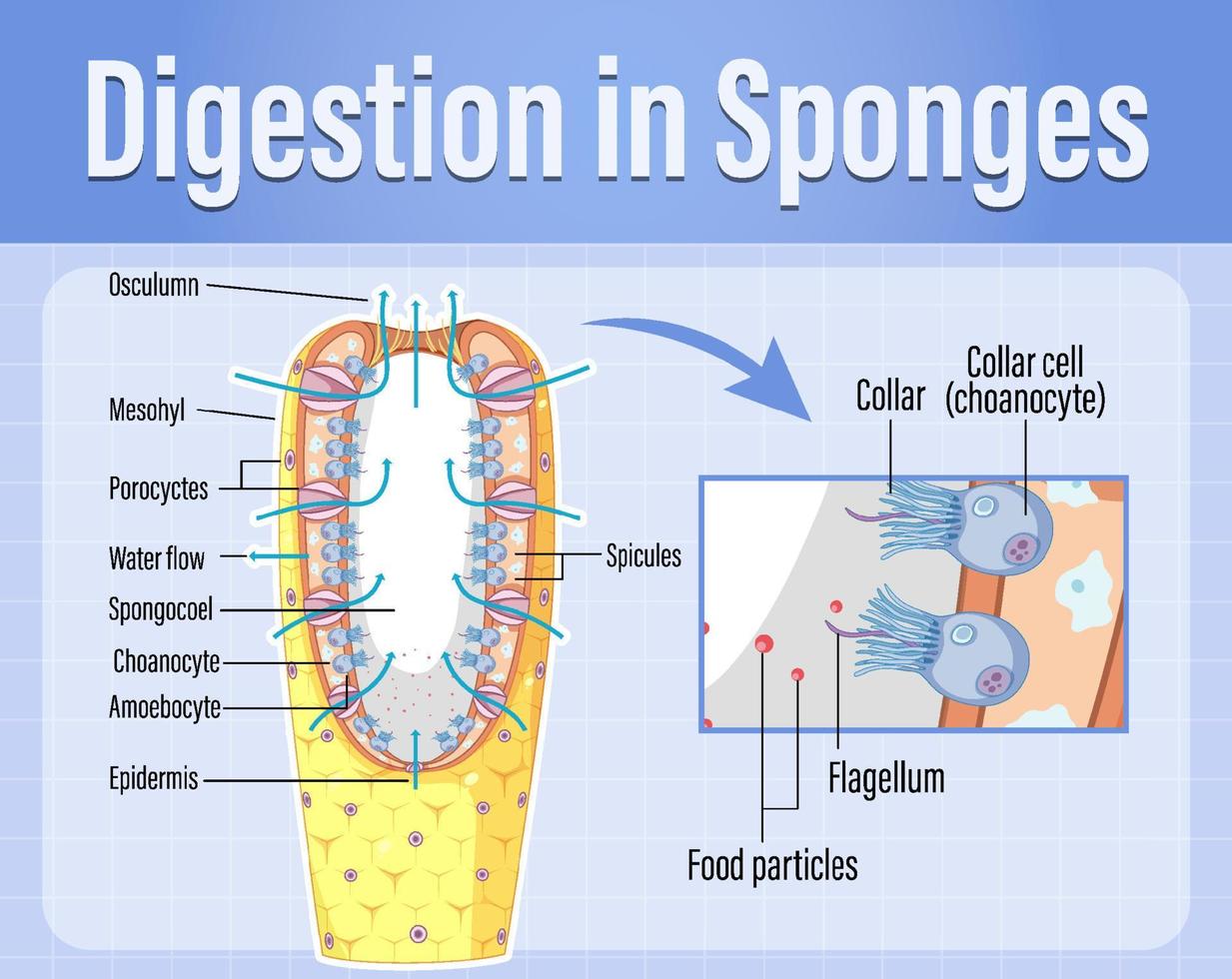 Diagram showing digestion in sponges vector