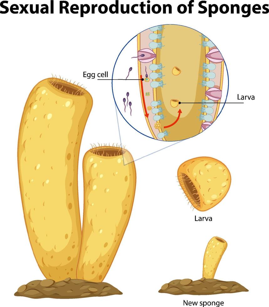 Diagram showing reproduction in sponges vector