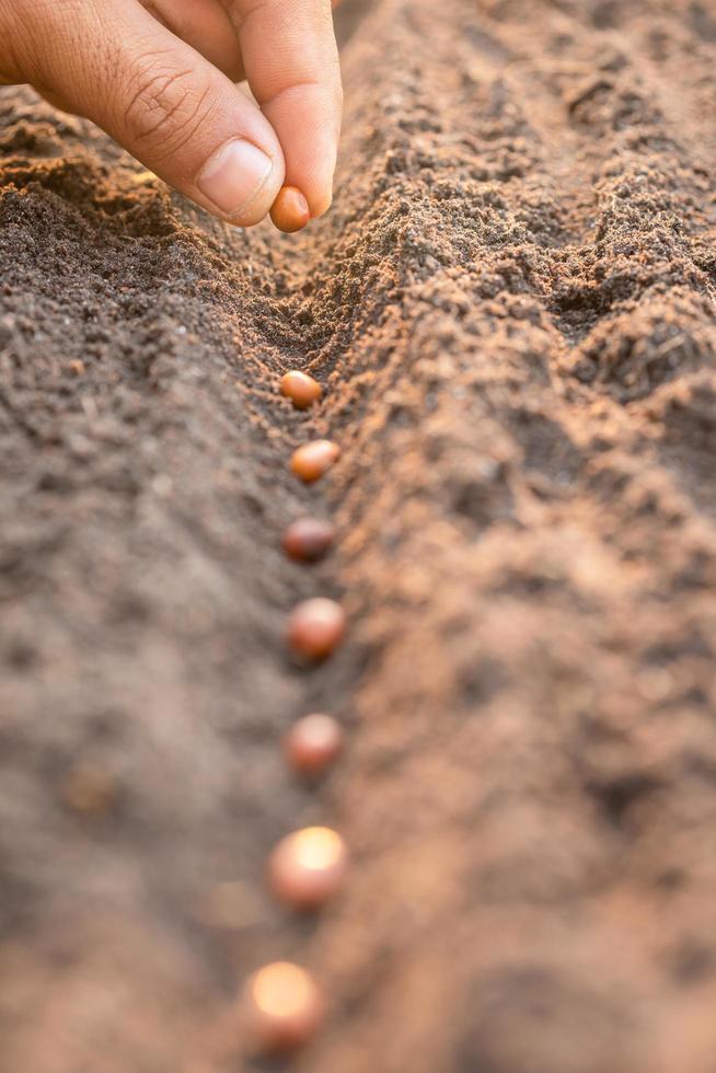 mano de granjero plantando semillas marrones en el suelo. concepto de crecimiento y medio ambiente foto