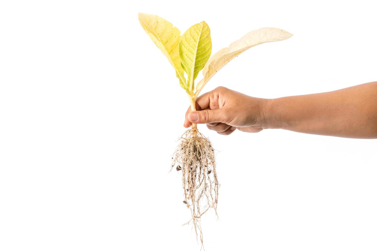 mano que sostiene el árbol de tabaco de plantas jóvenes muertas aislado sobre fondo blanco foto