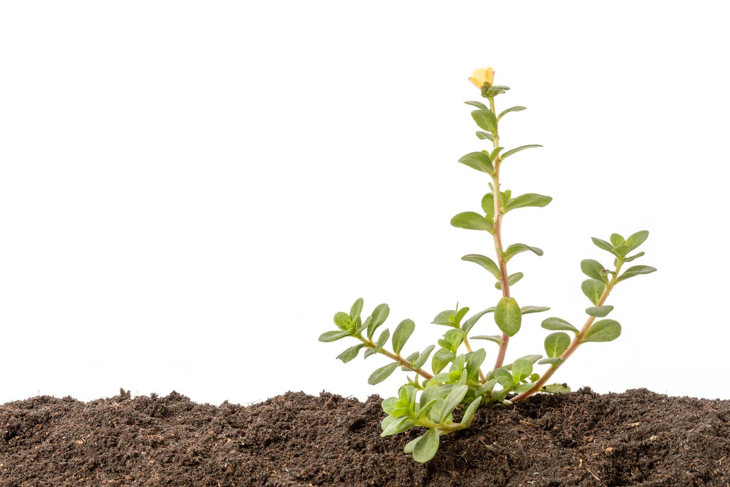 Green sprout growing in soil isolated on white  background. Growing and environment concept photo
