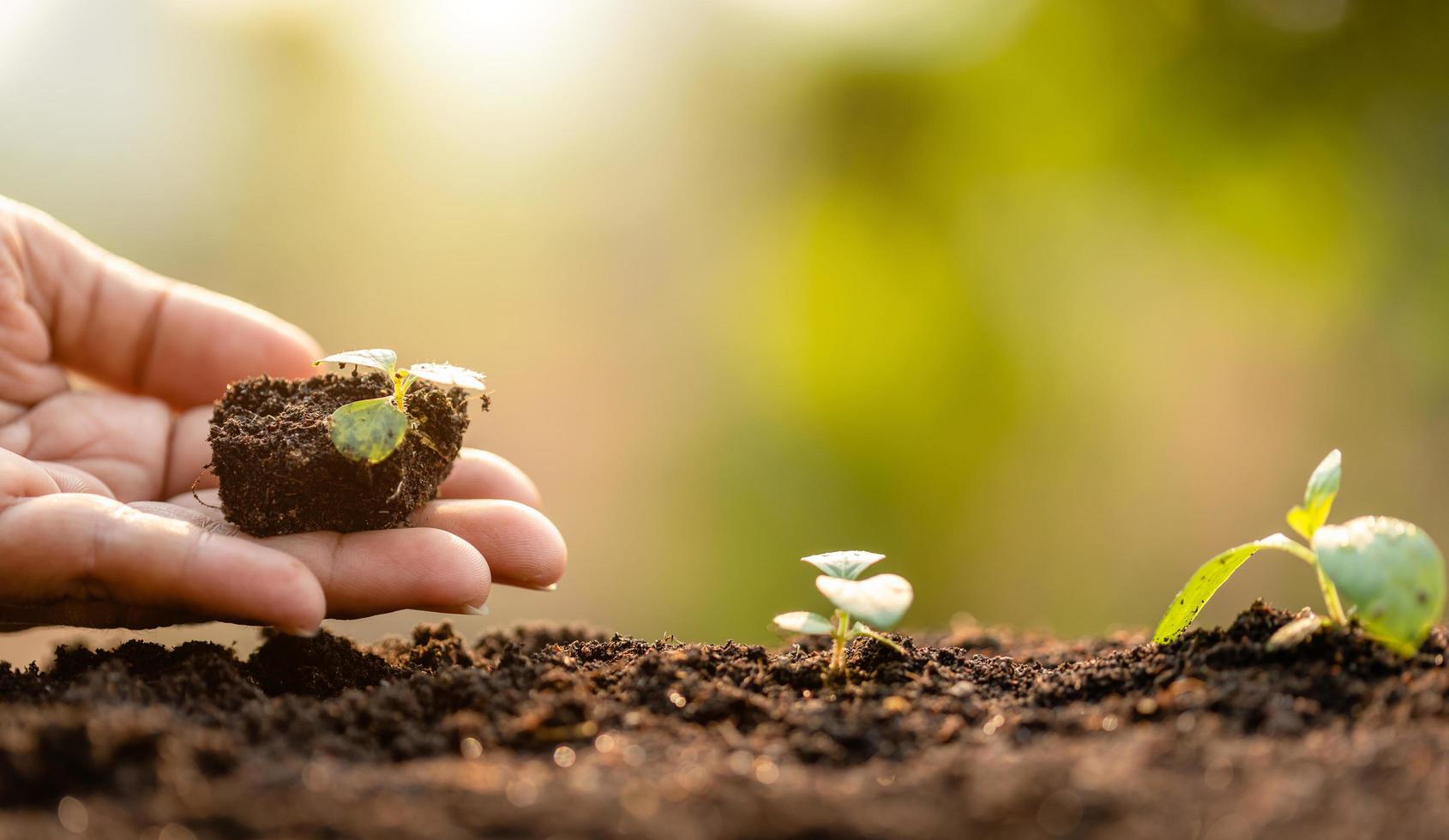 Close up hand holding young green tree sprout and planting in soil photo