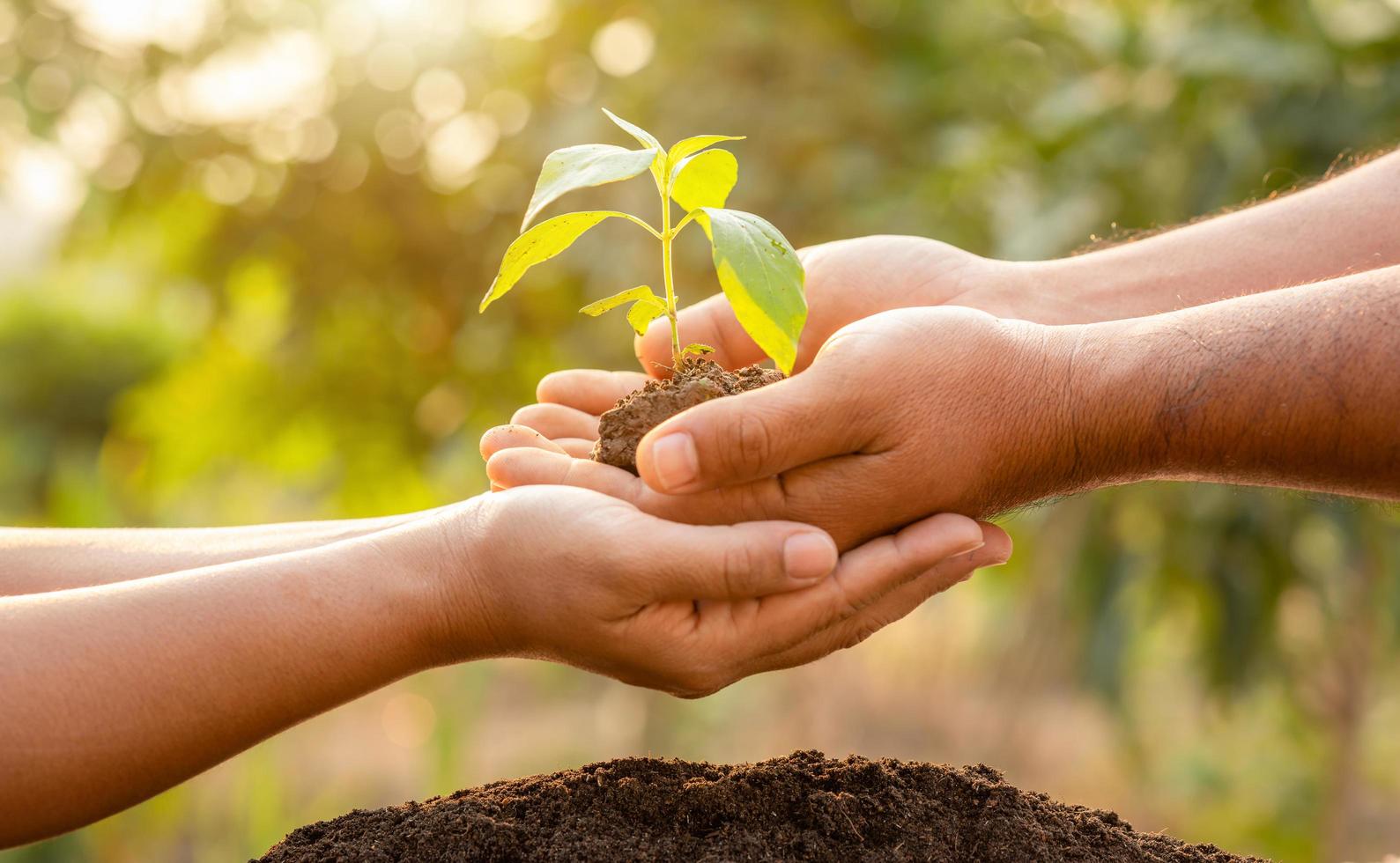 Close up hand holding young green tree sprout and planting in soil photo
