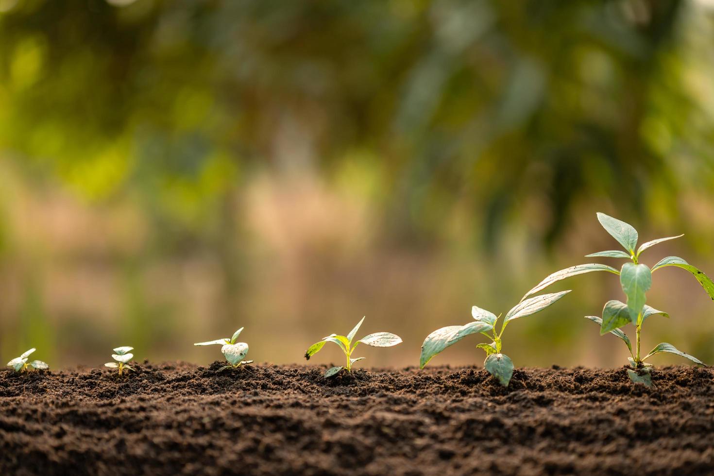 Green sprout growing in soil with outdoor sunlight and green blur background. Growing and environment concept photo