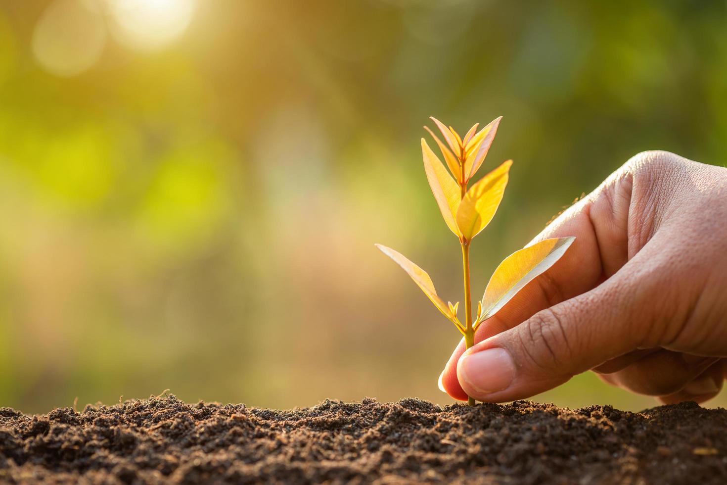 Green sprout growing in soil with outdoor sunlight and green blur background. Growing and environment concept photo