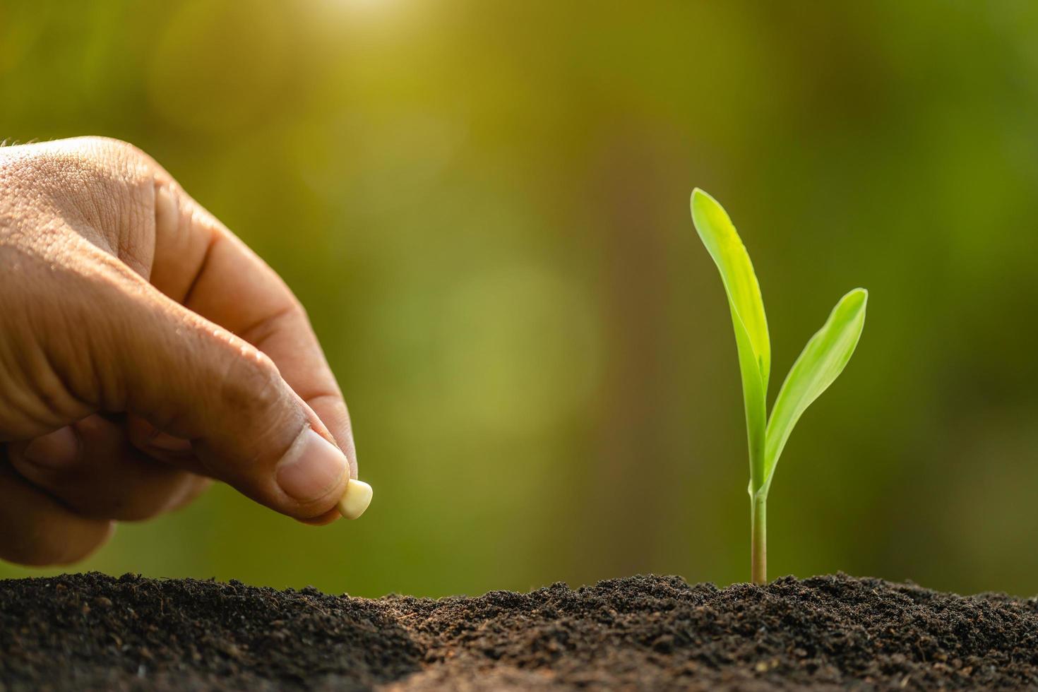 mano de granjero plantando semillas de maíz en el suelo. concepto de agricultura, cultivo o medio ambiente foto