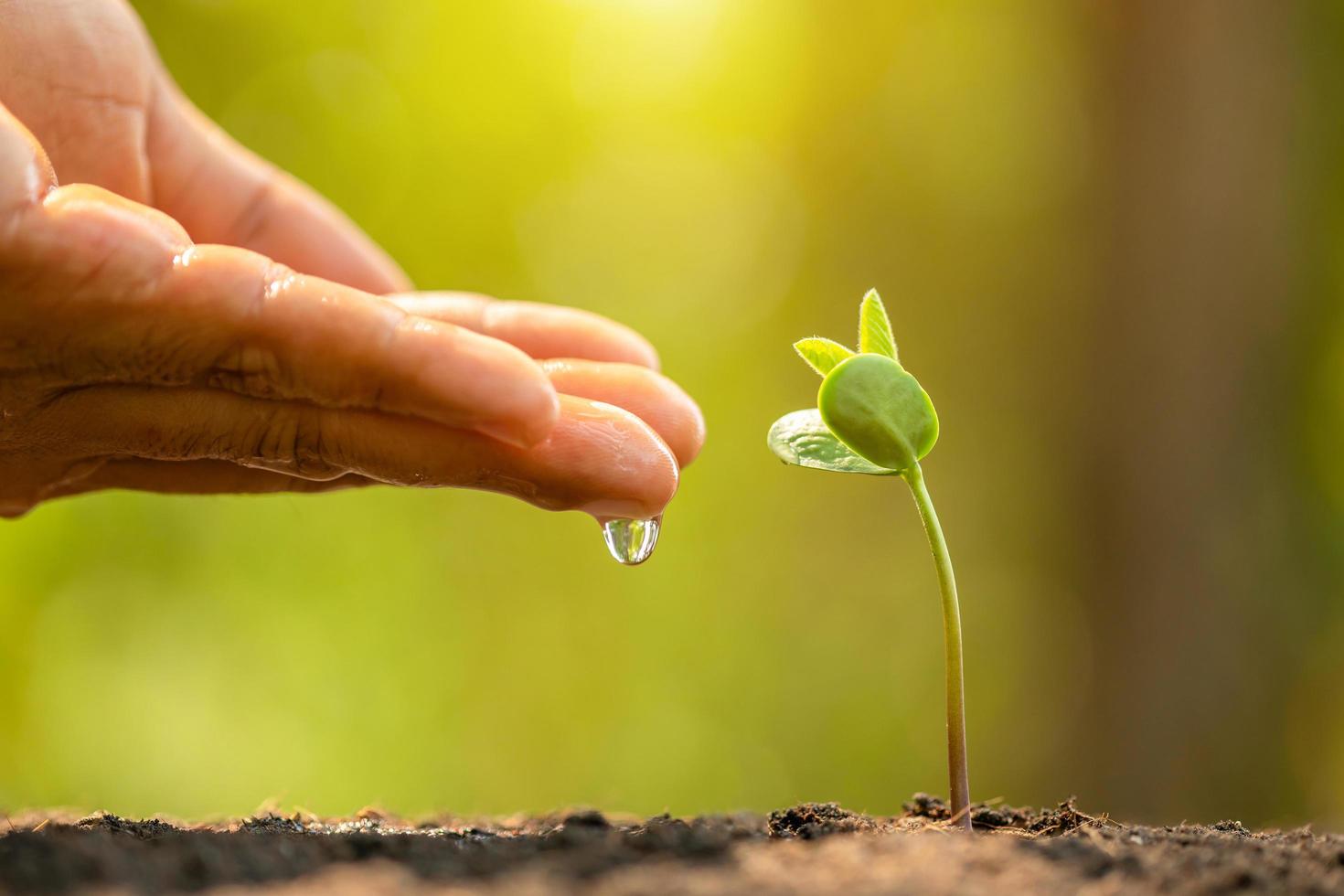 dar agua a mano a un brote verde joven que crece en el suelo sobre un fondo desenfocado de naturaleza verde foto