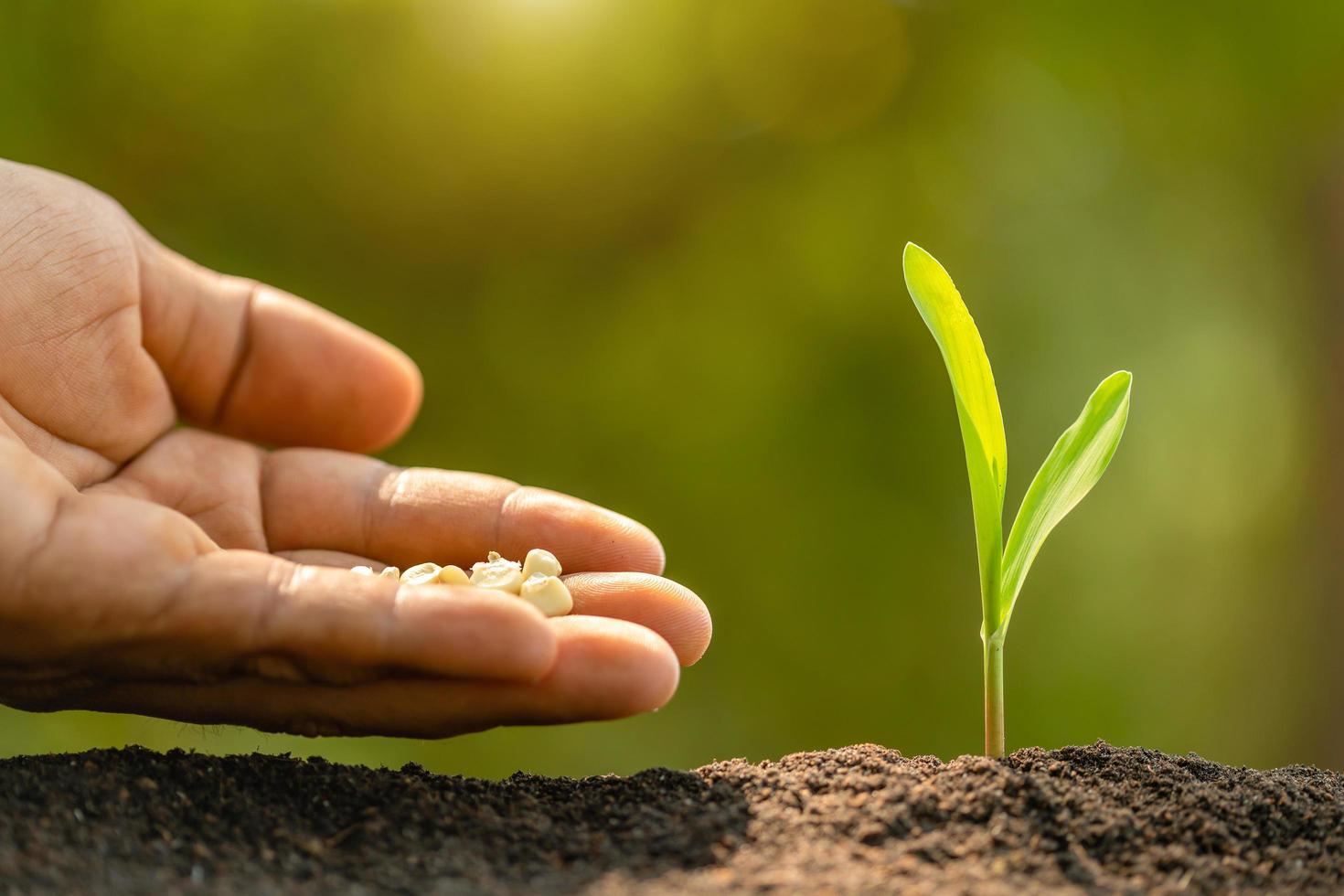 Farmer's hand planting seeds of corn tree in soil. Agriculture, Growing or environment concept photo