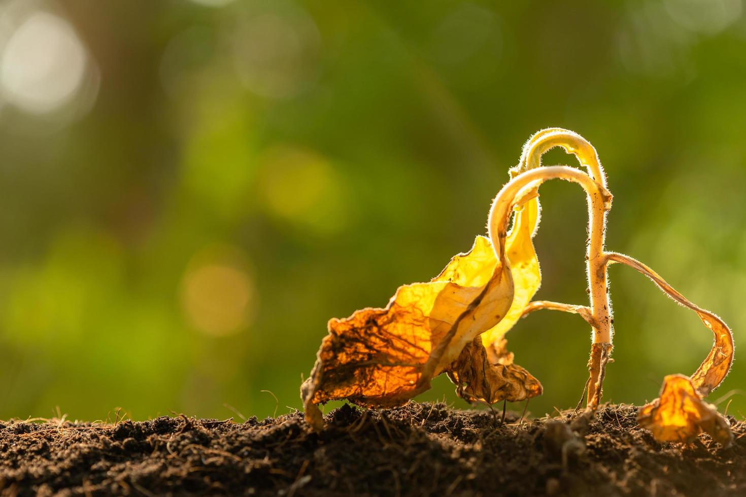 Dead young plant Tobacco Tree in dry soil on green blur background. Environment concept with empty copy space for text or design photo